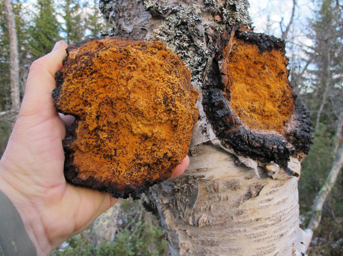 chaga-sur-l-arbre
