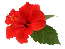 fleur-d-hibiscufraiche